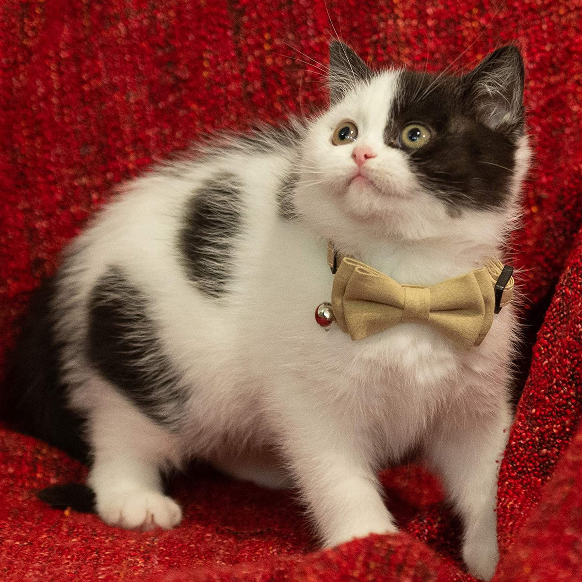 Cat Collar Breakaway Bowtie Safety with Bell Adjustbale Kitten Puppy Solid Plaid Color Set A-[2Pcs] Brown & Beige